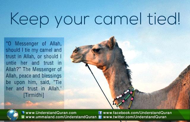 inspirationkeepyourcameltied